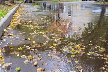 Yellow autumn leaves lie on the wet asphalt.