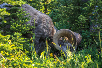 Ram in the Forest on the Highline Trail, Glacier National Park, Montana