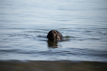 Fototapeta premium Beautiful playful black labrador retriever at the beach in the sand