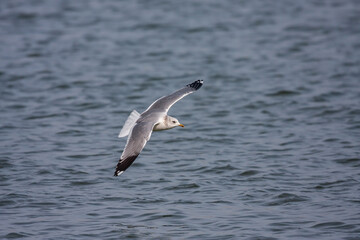 Great Black-backed Gull (Larus marinus) flying over the sea
