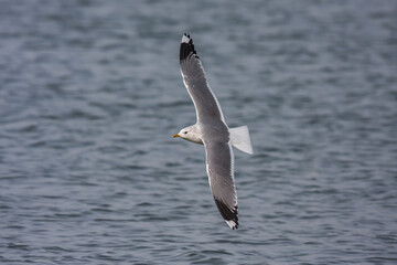 Great Black-backed Gull (Larus marinus) flying over the sea