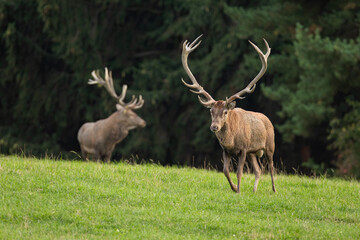 Two red deer, cervus elaphus, running on grassland in summer nature. Antlered mammals walking on green field. Stags approaching in dynamic motion on meadow.