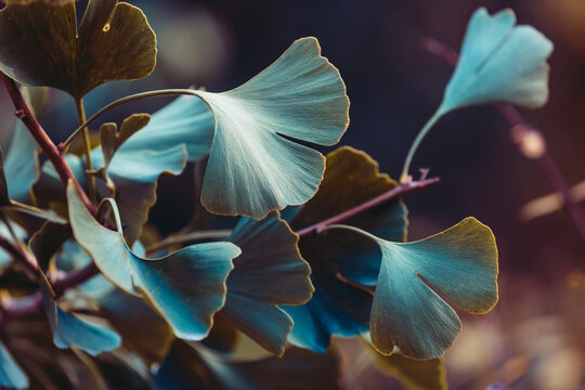 Close-up On Ginkgo Biloba Tree. Blue Leaves On Dark Background. Autumn Concept Background. Macro Ginkgo Leaf. Healing Plant, Alternative Chinese Medicine