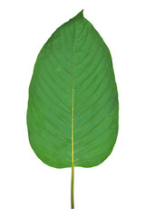 Obraz premium Leaf kratom on isolated white background.