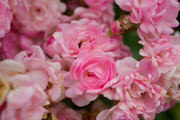 Delicate pastel roses close-up top view full frame. Fragrant bush of pink roses. Natural floral background. Birthday card, wedding, Valentine's Day, Mother's Day. Soft focus, space copy texture petals