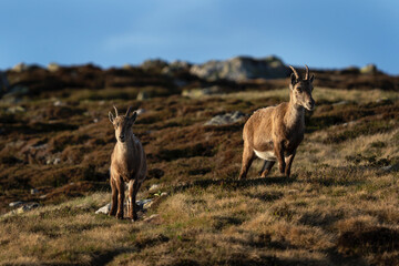 Ibex in switzerland Alps. Alpine ibex walking in the mountains. European wildlife. 