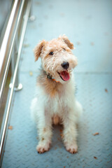 ute, domestic dog of the fox terrier breed, on the bridge