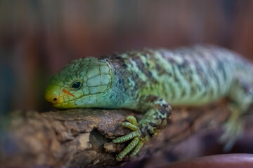 Prehensile-Tailed Skink AKA Solomon Islands Skink- Corucia zebrata