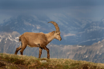Ibex in switzerland Alps. Alpine ibex walking in the mountains. European wildlife. 