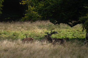 Red deer during rut time. Deer roaring in the mountains. European wildlife. 