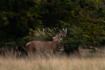 Red deer during rut time. Deer roaring in the mountains. European wildlife. 