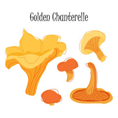 Chanterelle mushroom set isolated on white backgeound. Vesctor illustration for game, web and print design