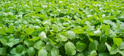 Fototapeta premium Soy plantation at Gevora, Vegas Bajas del Guadiana, Spain