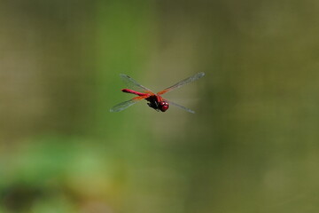 dragonfly on a branch