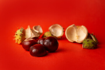 green prickly chestnuts on a red background