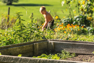 A harvested diy vegetable patch in late summer with a young gardener in the background