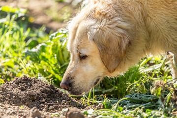 Portrait of a golden retriever dog sniffing at a molehill in a garden