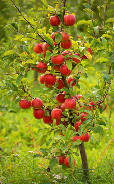 Young apple tree with a good harvest of apples.
