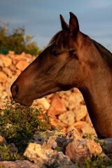 La cabeza de un caballo marrón.