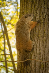 Groundhog in a tree