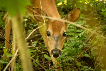 Deer straight on looking