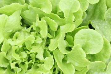  Photo food vegetable green salad. Texture background fresh  green salad. Product Image Vegetable green salad