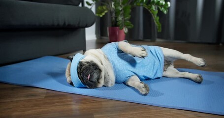 Funny lazy pug dog in sportswear doing workout burning fat calories training strength, doing fitness, aerobics sport fit at home. Side leg raise exercise lying on floor. Dog pet funny sport concept - Powered by Adobe