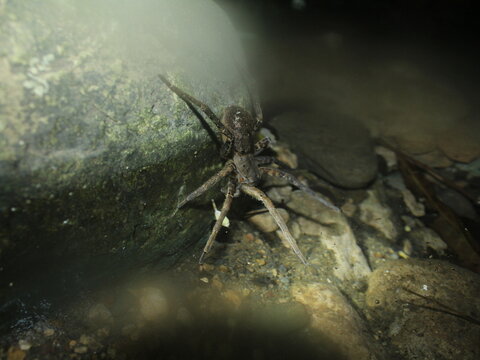 Ara&ntilde;a colombiana