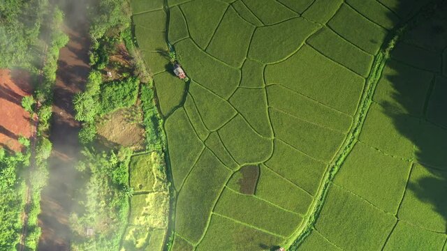 In a beautiful valley, an aerial view of a large rice field. Agricultural areas in Thailand's north