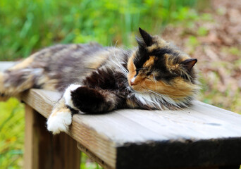 sleepy calico cat on garden bench
