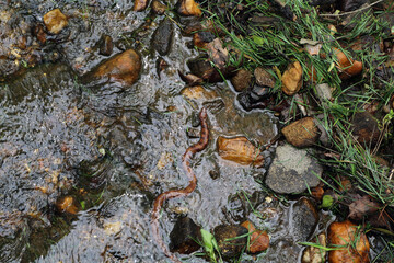 water snake in creek