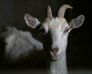 dramatic white goat portrait