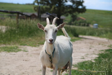 white alpine goat with collar