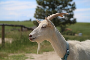 white goat with horns