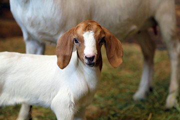 Naklejka na ściany i meble cute baby goat