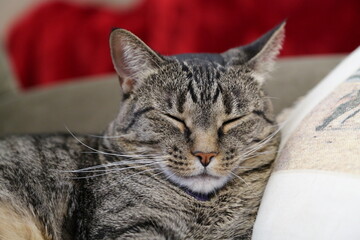 sleepy tabby cat