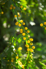 Superb bright yellow fragrant fluffy balls of Acacia glaucoptera – Clay Wattlespecies flowering in early winter adds color and fragrance to the Australian bush landscape .