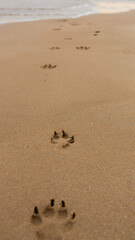 Fototapeta na wymiar a small dogs paw mark left on a sandy beach