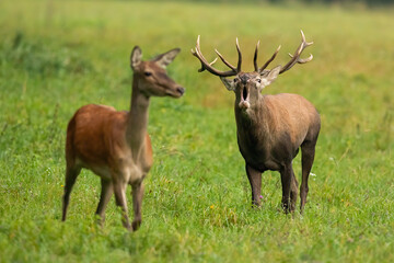 Naklejka na ściany i meble Red deer, cervus elaphus, male with female bellowing on grassland in autumn. Stag with hind roaring on green field in rutting season. Two mammals walking on meadow.