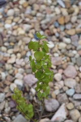 tender young tree sapling