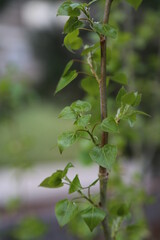 young tree leaves