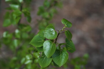 baby aspen tree sapling