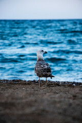 Blue brise