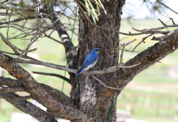 beautiful indigo bluebird on a branch