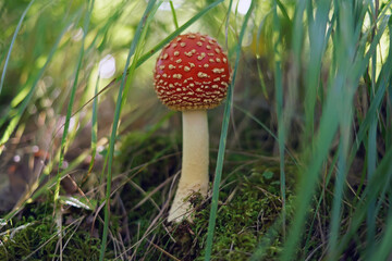 Poisonous young Amanita muscaria (fly agaric) mushroom growing up in a forest in autumn