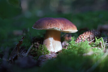 Boletus edulis mushroom growing up in a green moss in a forest in autumn