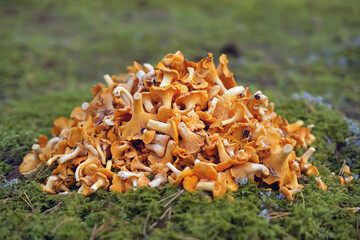 The pile of freshly cut yellow Chanterelle mushrooms placed outdoors on a green moss in a forest in...