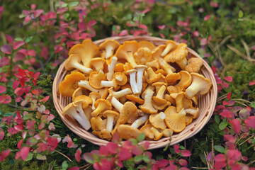 Freshly cut yellow Chanterelle mushrooms placed in a small wooden wicker basket standing outdoors...