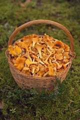 Freshly cut raw yellow Chanterelle mushrooms placed in a wooden wicker basket standing outdoors on a green moss in a forest. Top view