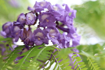 Caroba Flower. Scientific Name: Jacaranda macrantha.

Flor Caroba / Nome cientifico: Jacaranda macrantha